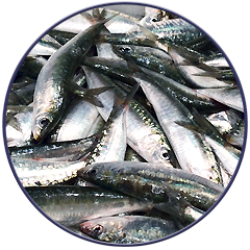 sardinas