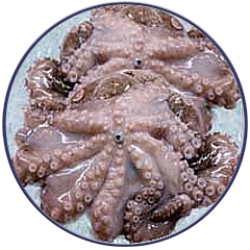 pulpo